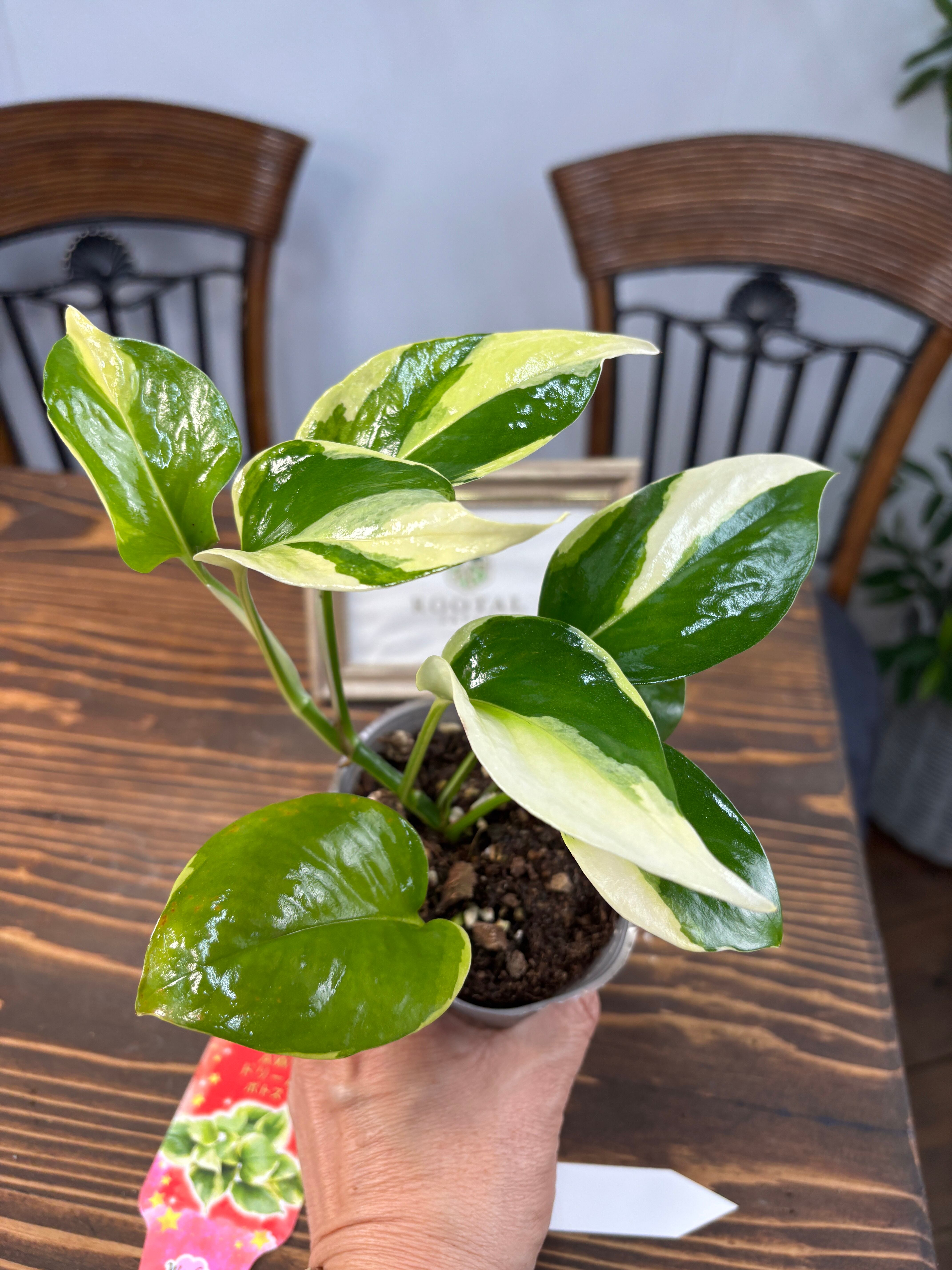 1016【唯一無二の一品】【鷲尾園芸オリジナル商品】 ポトス AW