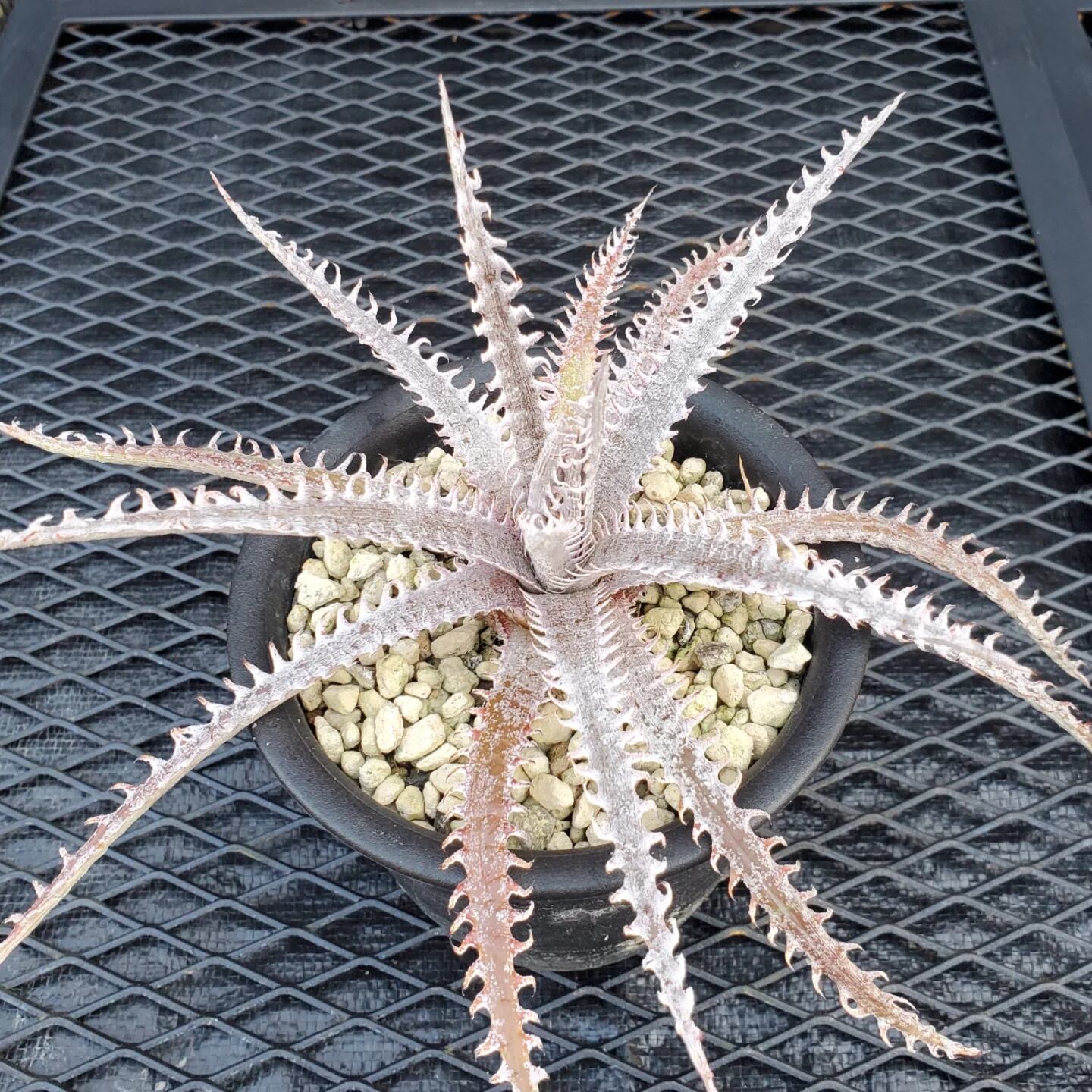 F00357_Dyckia 'Kazaguruma' F2 (NNN-KZF2-001)：ディッキア