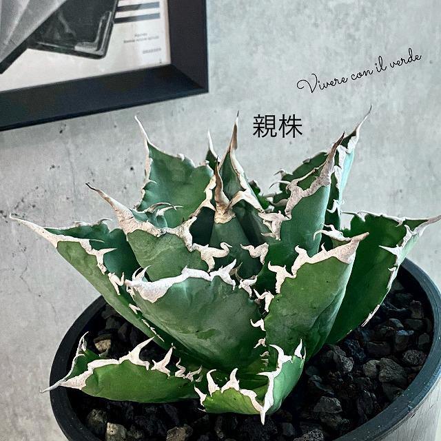 agave titanota fo 076 子株 /アガベ チタノタ fo 076 子株【観葉植物 ...
