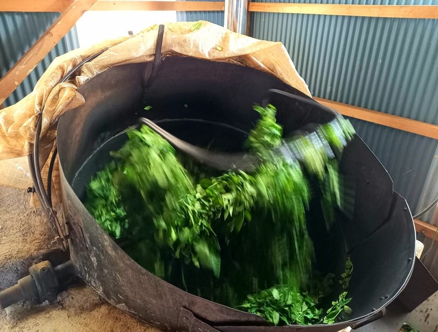 【新茶】釜炒り茶　こかげ　／ティーバッグ　8個入