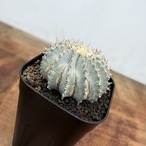 Geohintonia mexicana【ゲオヒントニア・メキシカーナ】