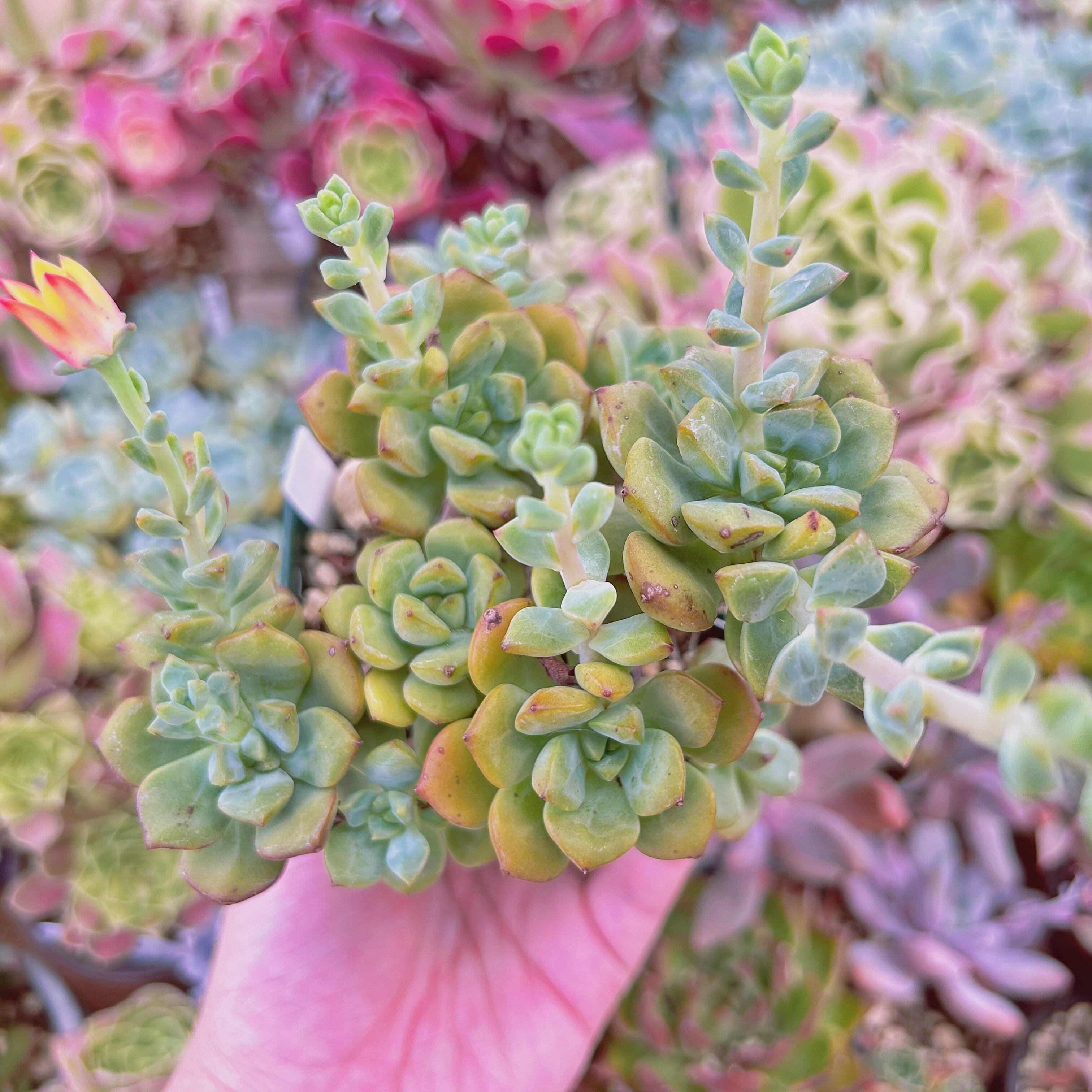 #779現物　多肉植物　 スピア　特大