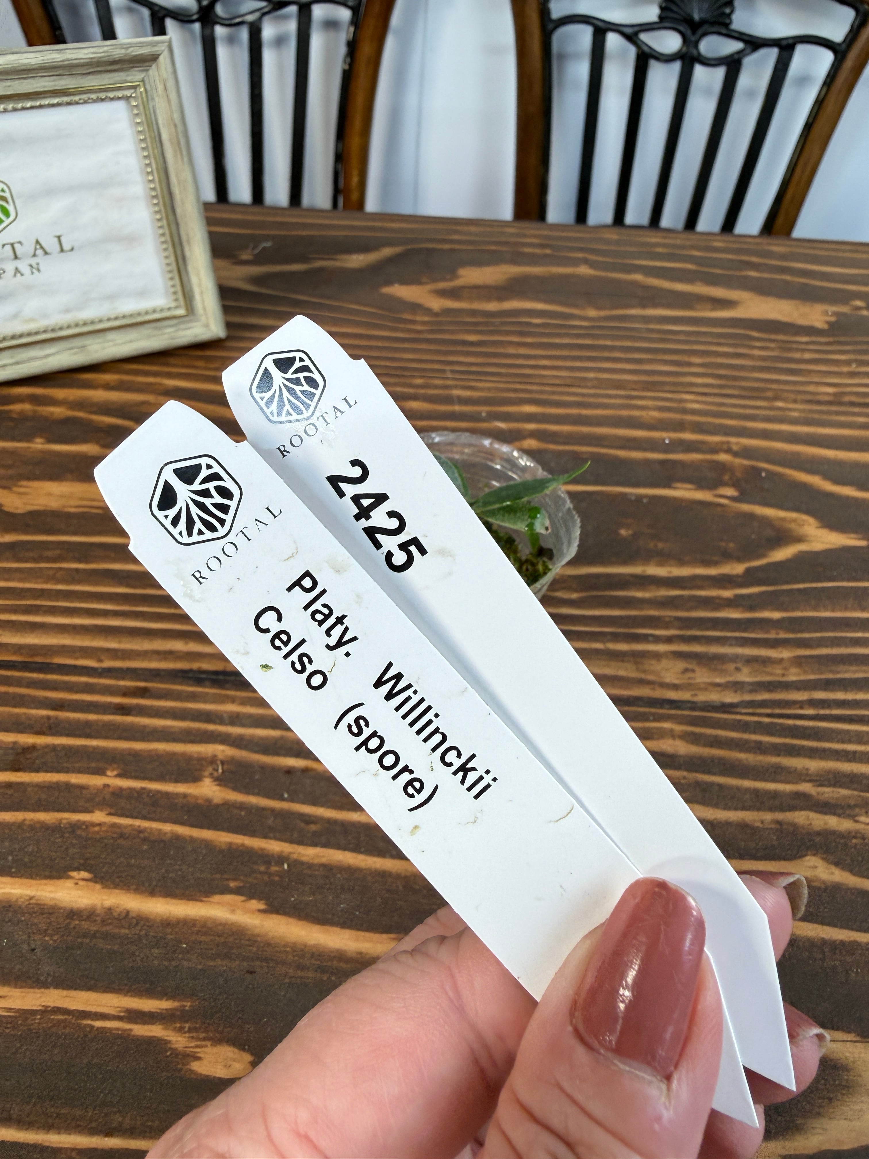 ★2425【繊細な分岐へ】ビカクシダ ウィリンキーセルソspore(2号ポット)