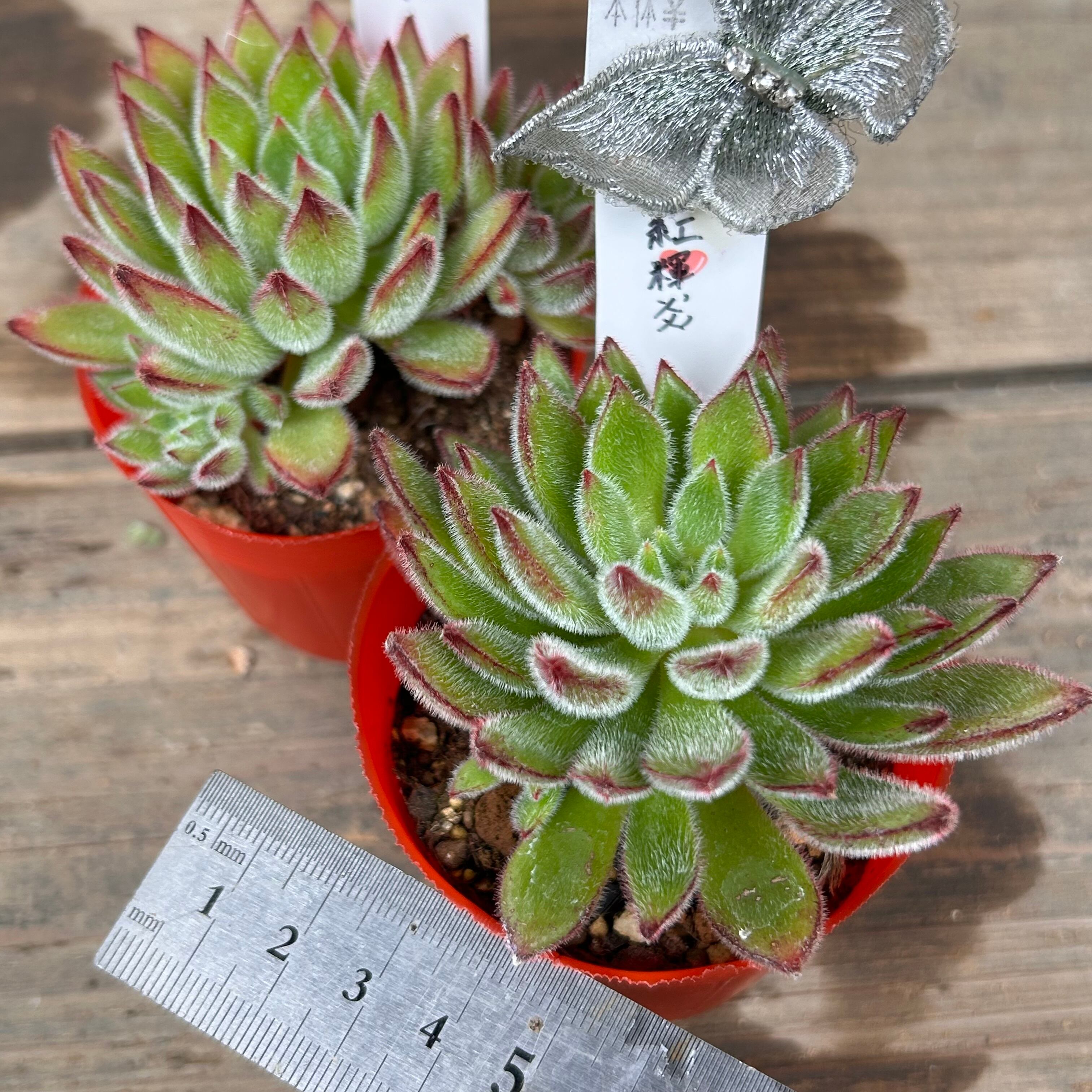 紅輝炎 | RuPo 多肉植物専門店
