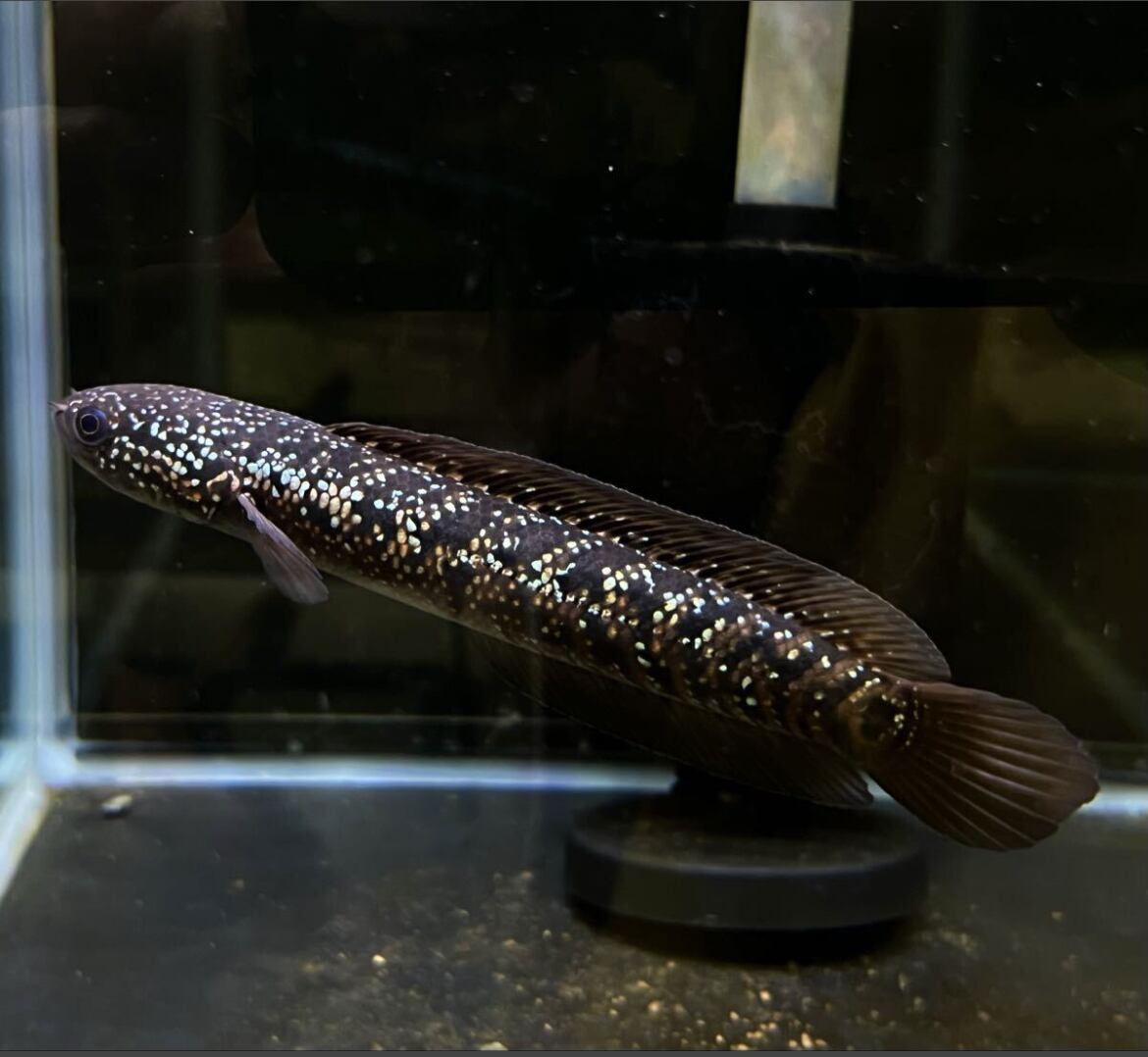 超激レア! 藍天目(藍雷龍) Blue tenmoku コウタイ ブルーテンモク スネークヘッド 熱帯魚