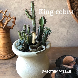 King cobra キングコブラ