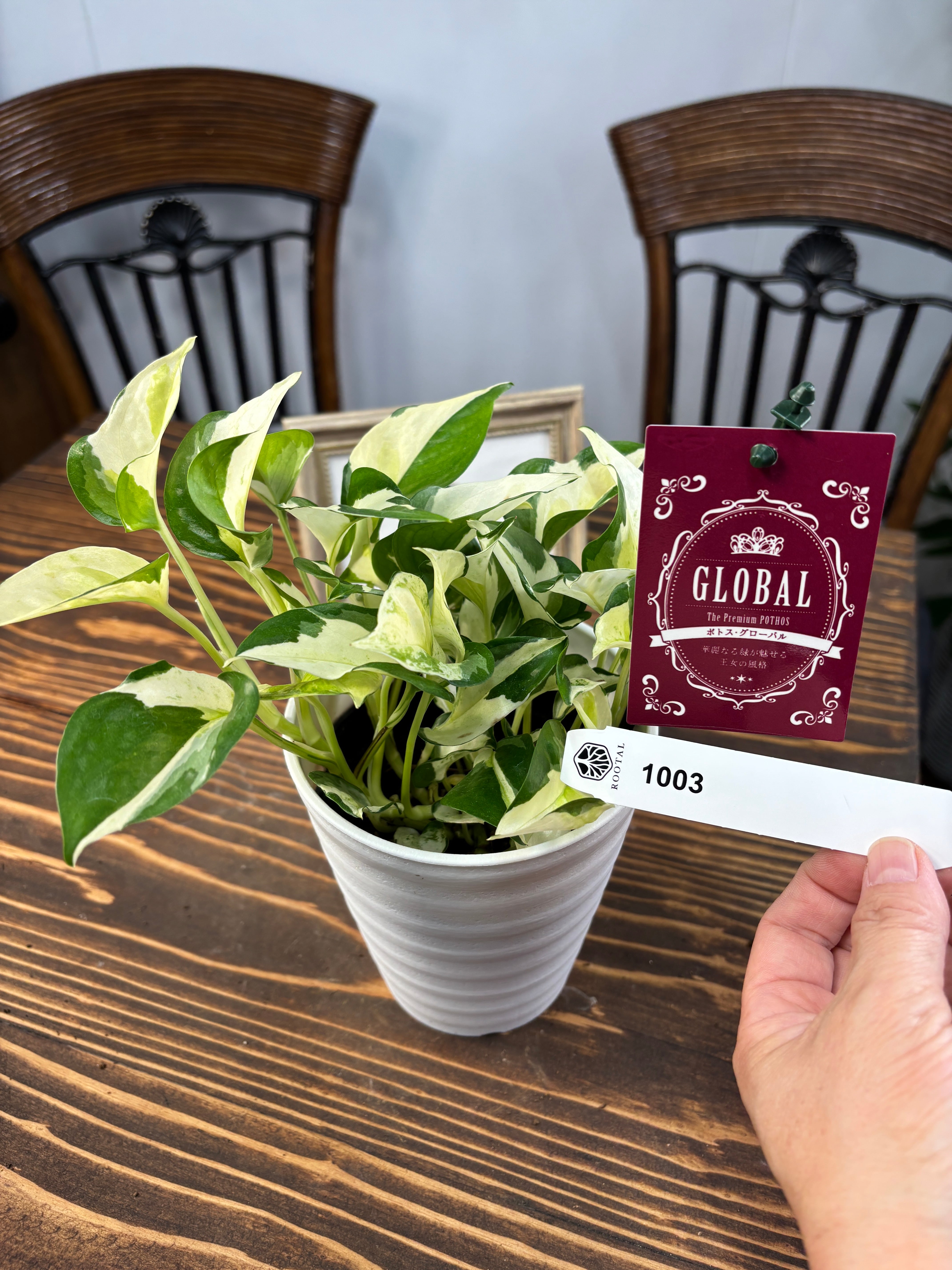 ポトス | ROOTALPLANTS