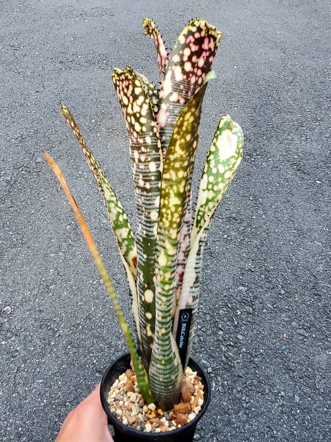 Billbergia Calcite 【artPLANTs】ビルベルギア/Billbergia/タンク 