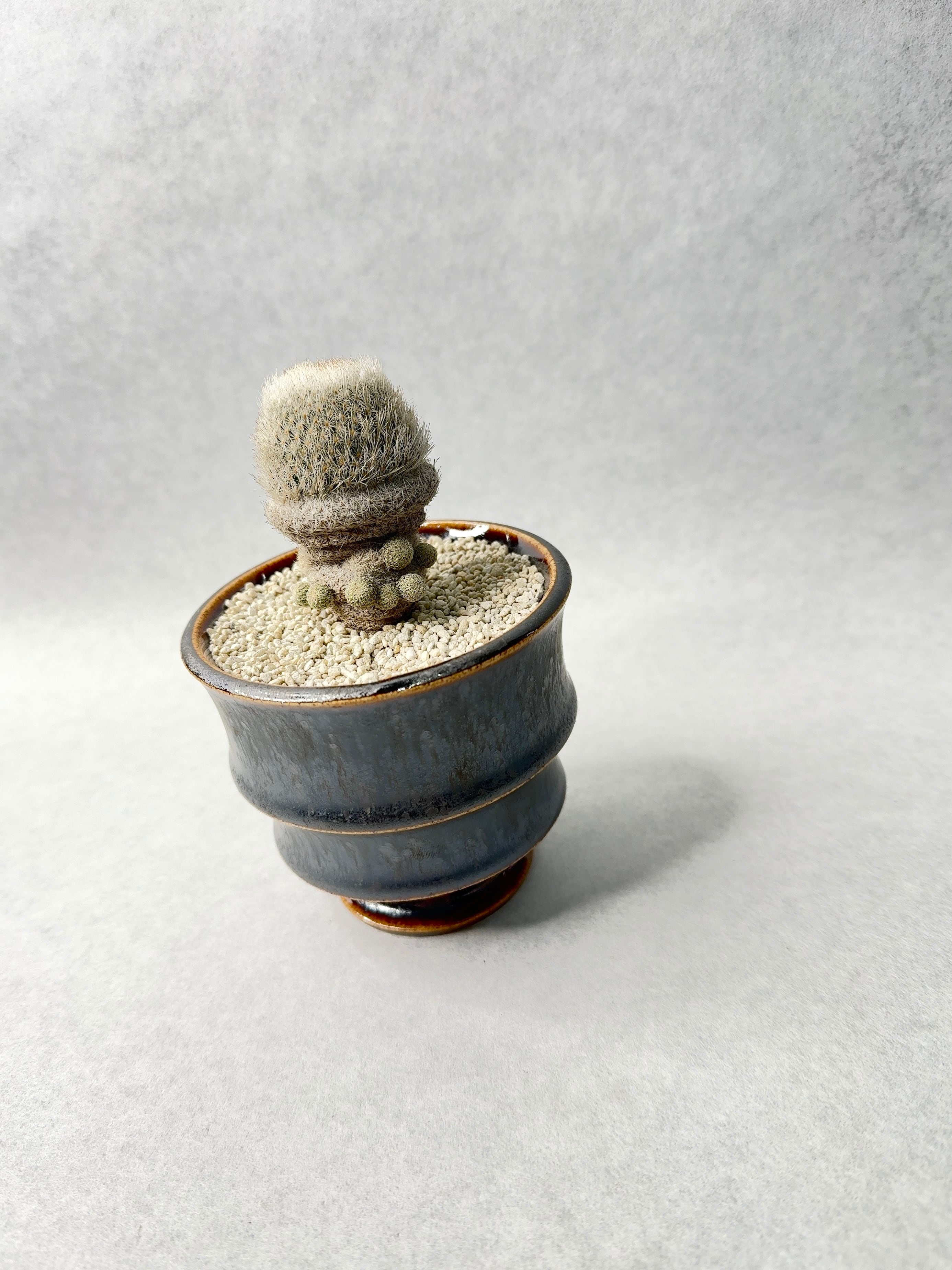 エピテランサ・月世界 | trigger