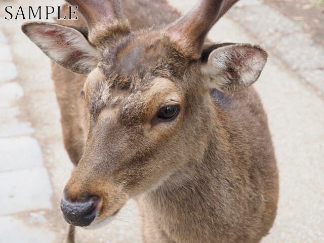 奈良公園　鹿　JPEG