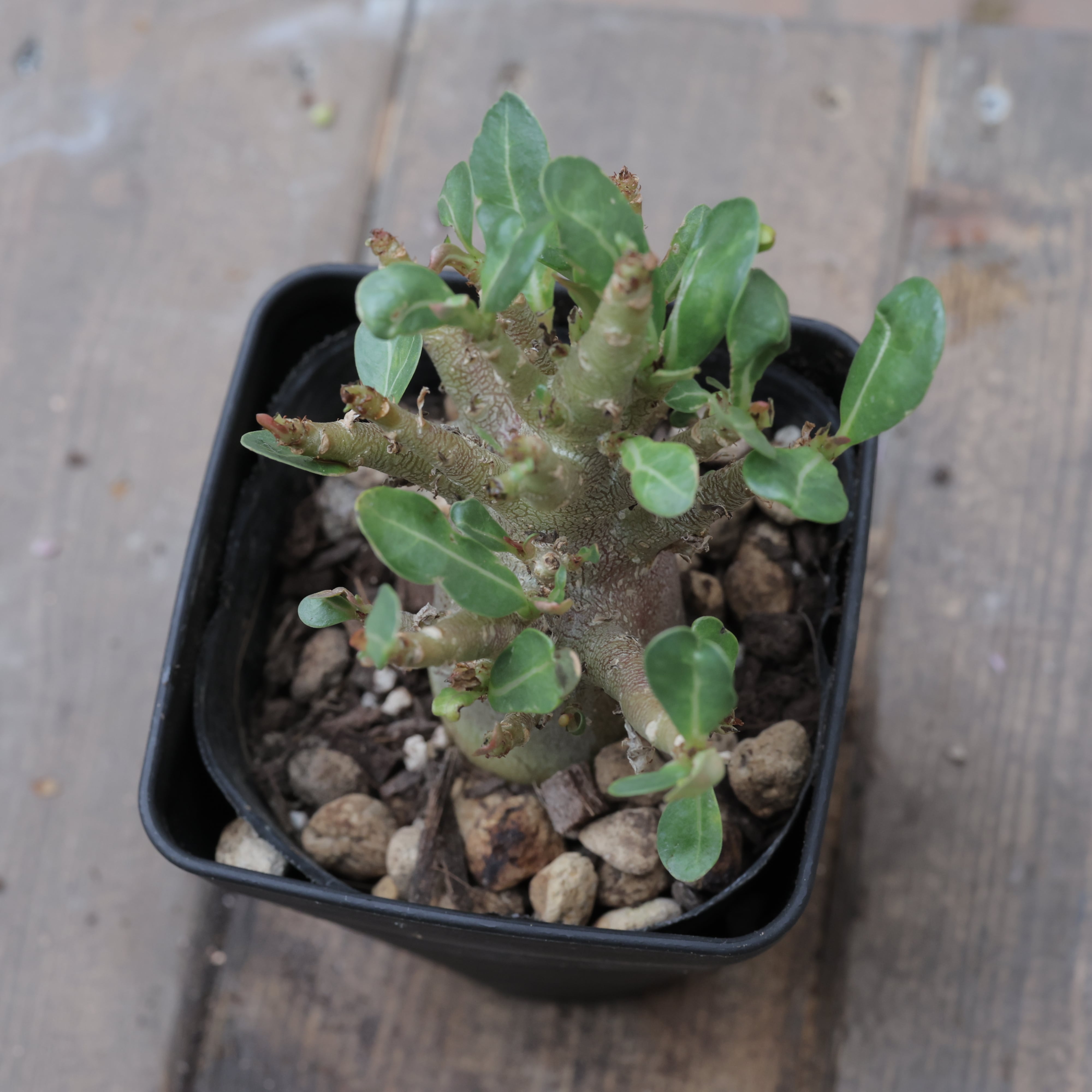 アデニウム コーデックス アラビカム アラビクム 3.5寸●観葉植物 塊根植物 ピザールプランツ