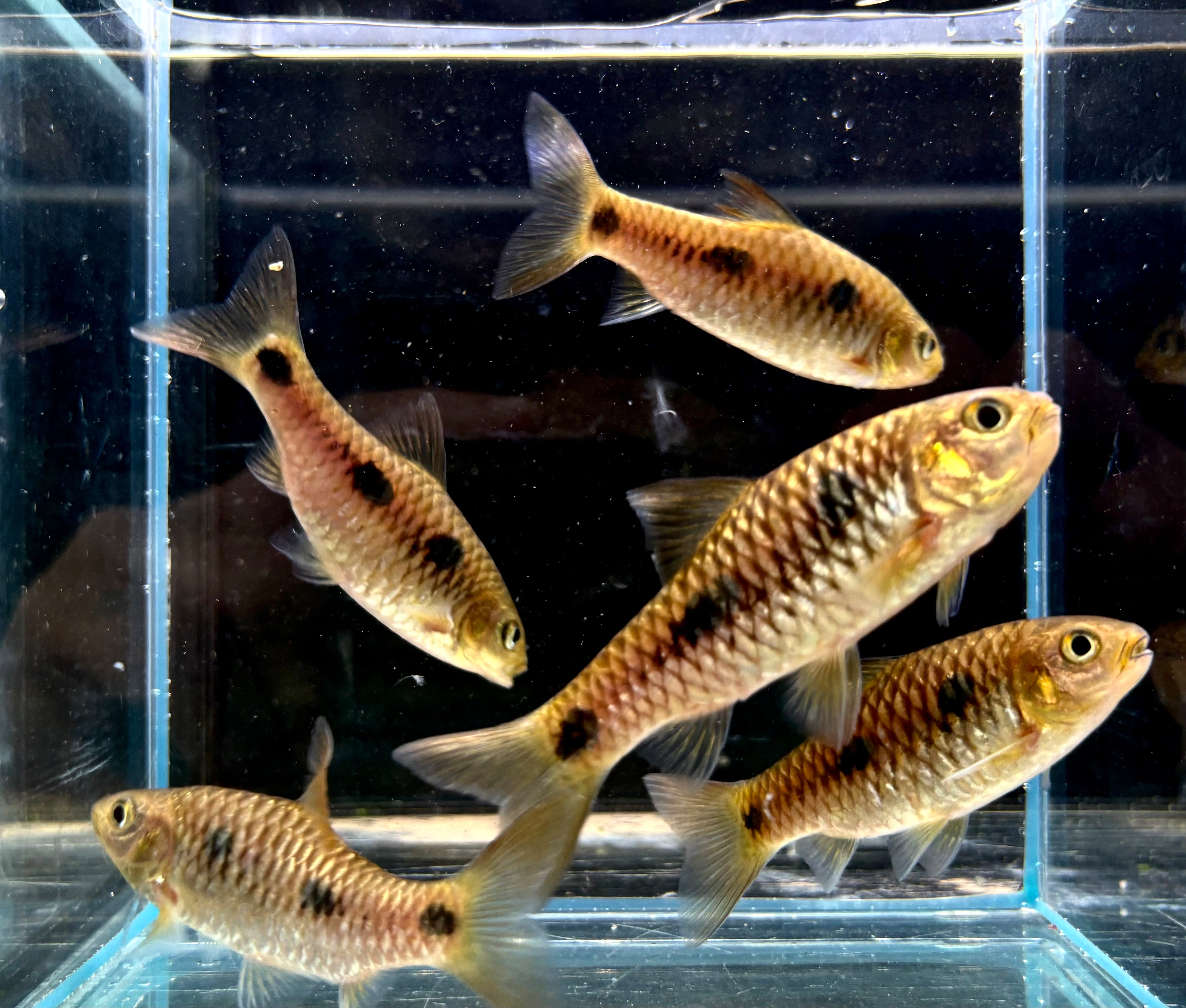 バルブスsp. Coyah 7〜8cm± ギニア産 | AQUASTYLEG