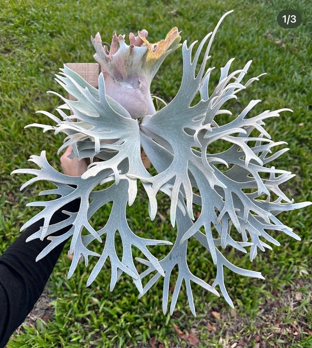 【pleco.fern】R.P.B. M SIZE　Kaba×Sunset