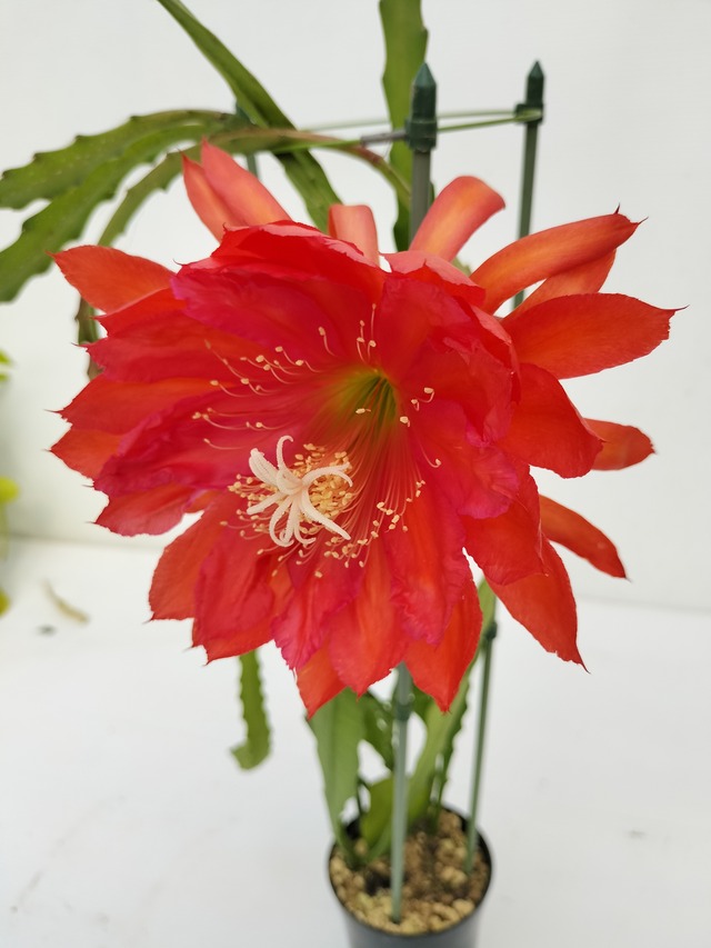 Epiphyllum hybrid 'Indian Fox'　鉢直径１１．５ｃｍ　あんどん仕立て