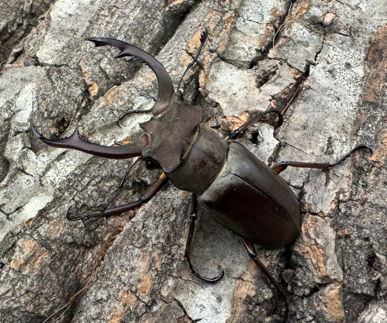 【WD】《クラーツミヤマ原名亜種 48mm ペア》