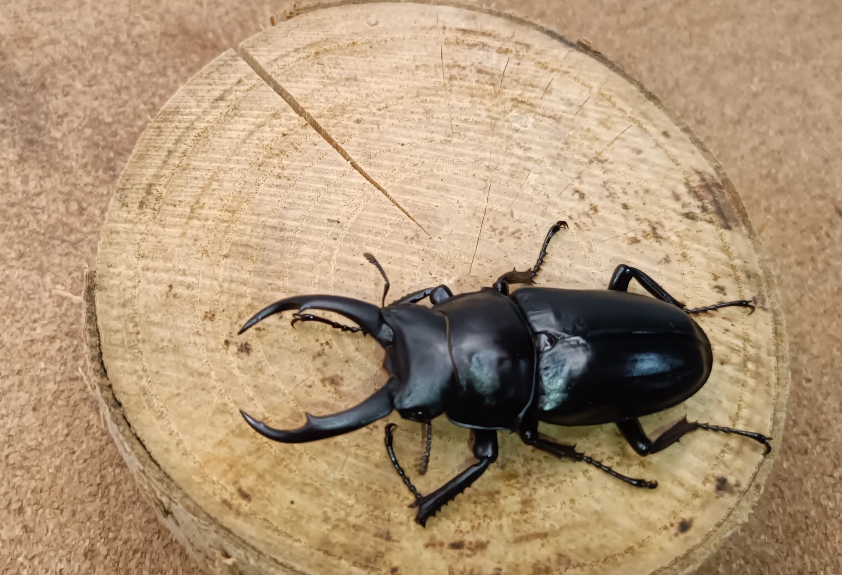 新成虫黒ドンキ 【新成虫】黒ドンキ ドンキエル コクワガタ ペア オス 