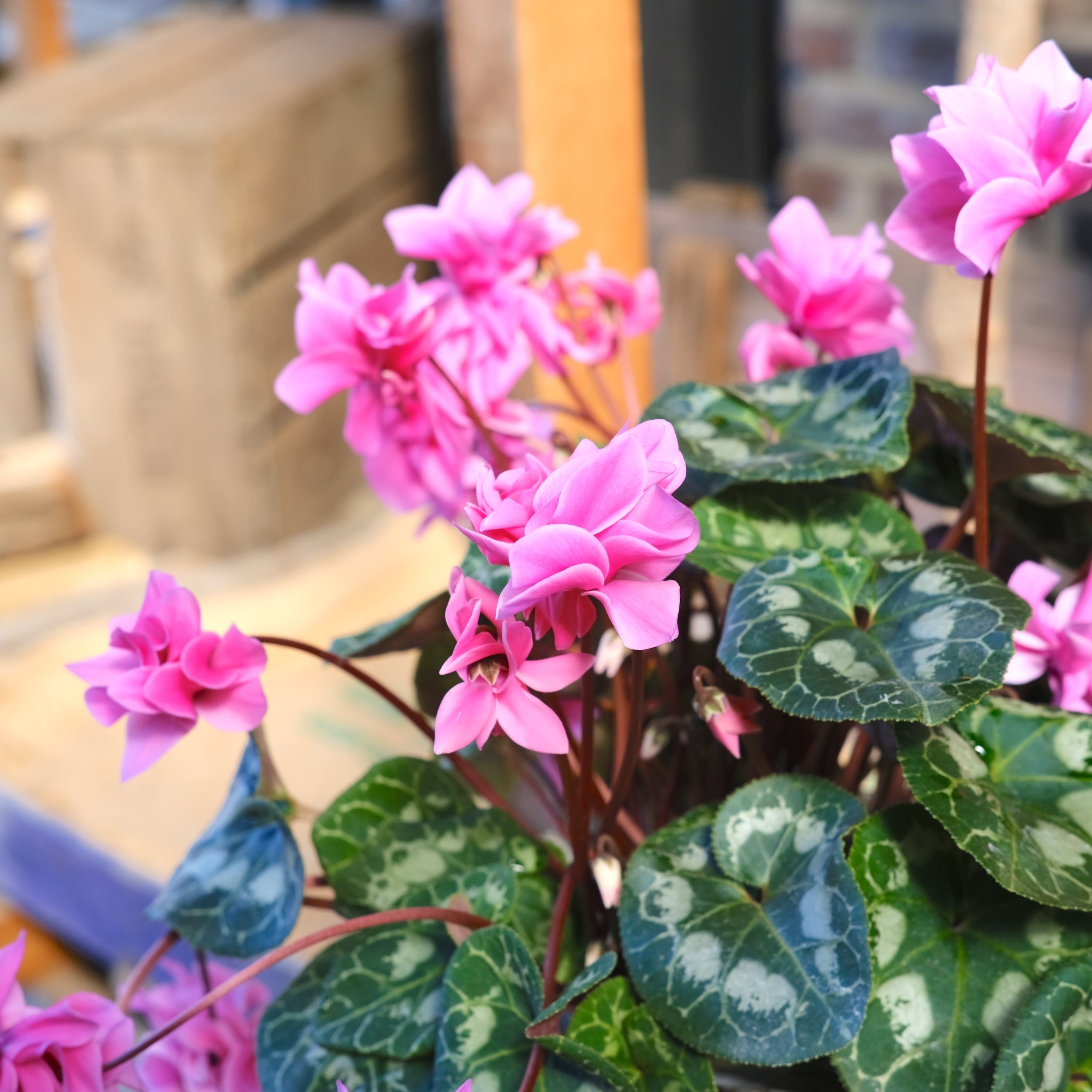 No, 16】ミニシクラメン チモシリーズ 八重《 枝垂れざき 》鉢なし