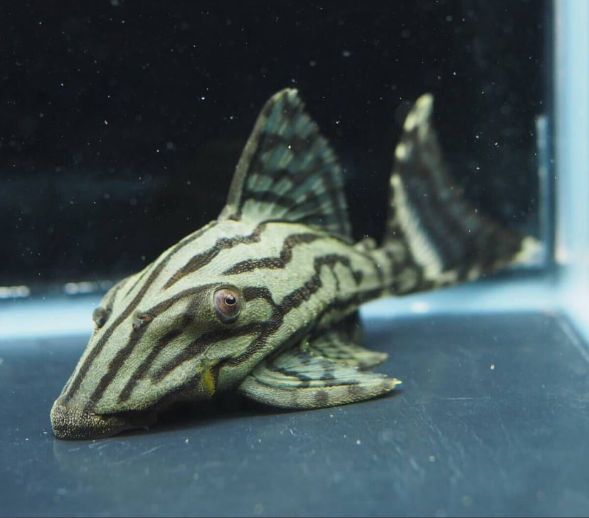 グリーンロイヤルプレコ | アクアショップあんじゅ