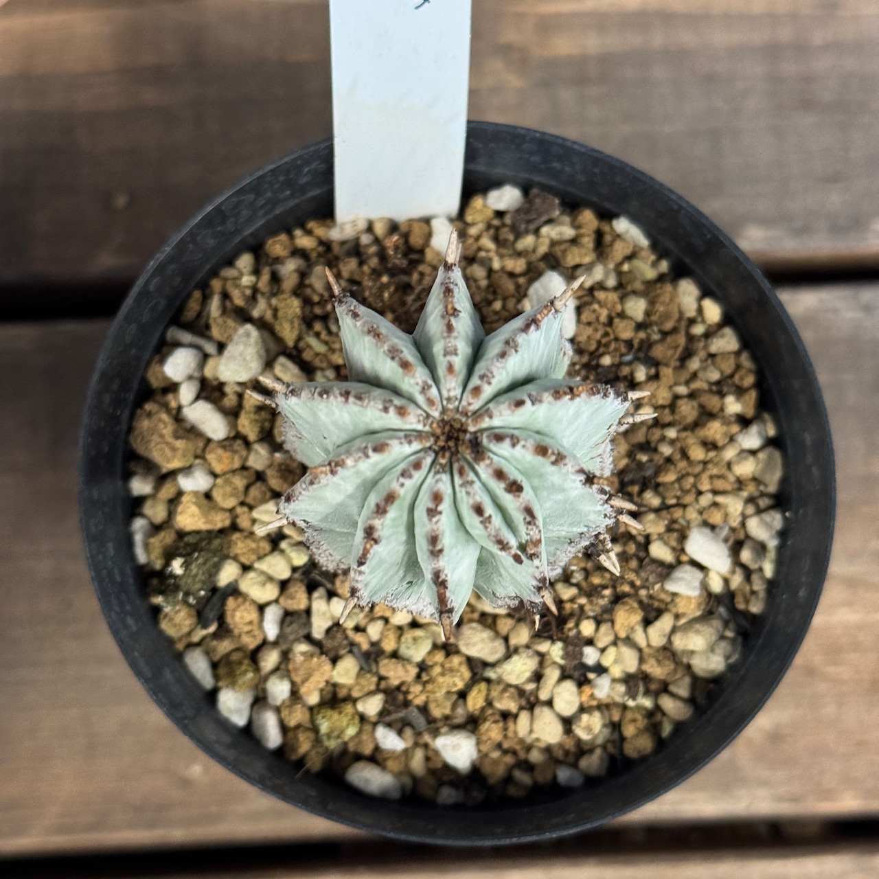 ユーフォルビア 白衣ホリダ【313】