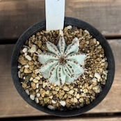 ユーフォルビア 白衣ホリダ【313】