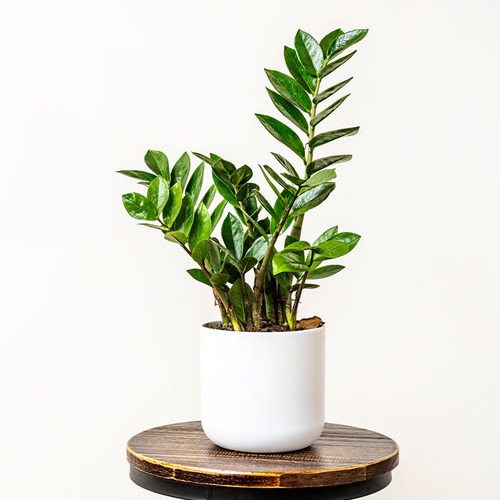 見ていたらソワソワする植物 画像