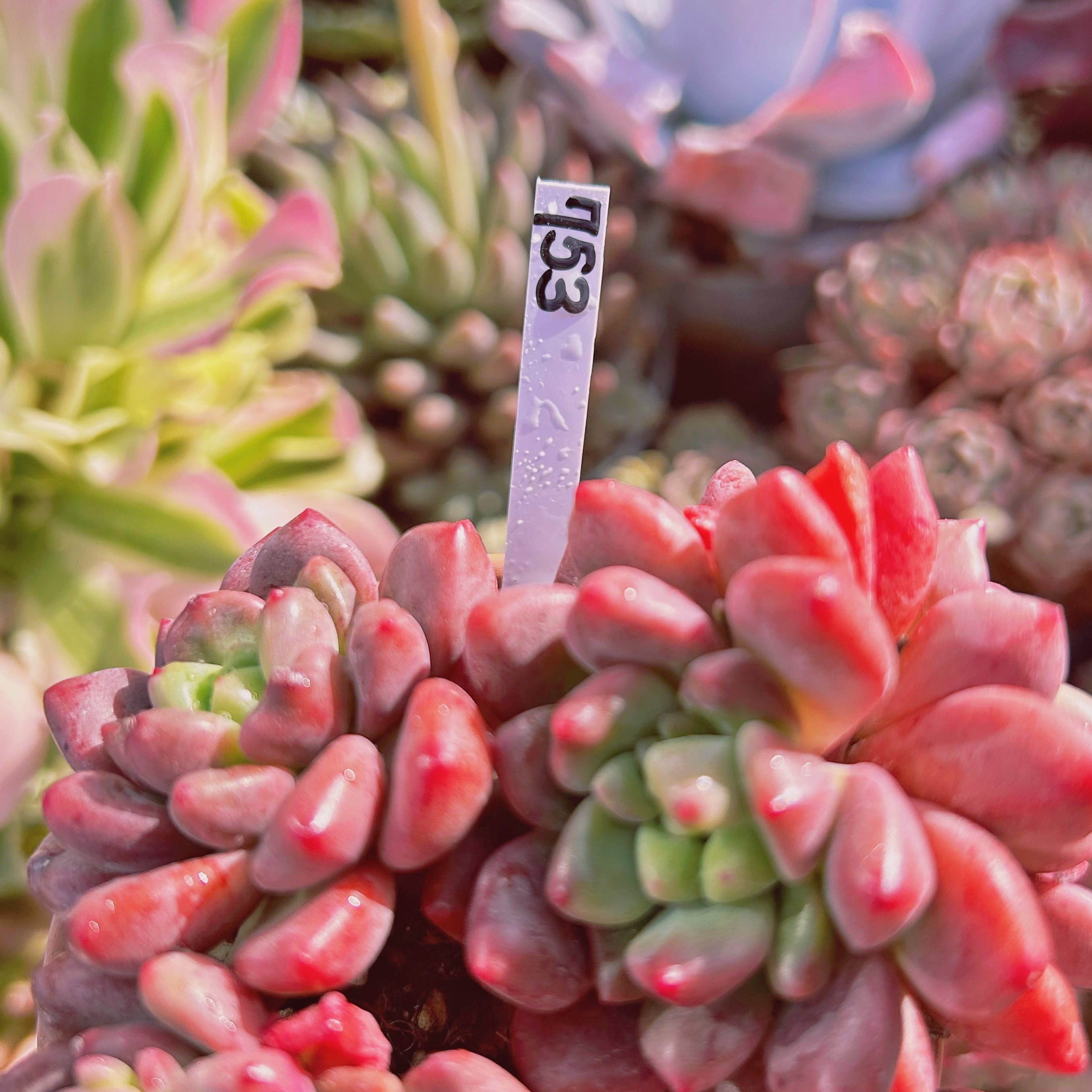 753現物 多肉植物 シャネルレッド 特大 | るる農園~多肉植物専門