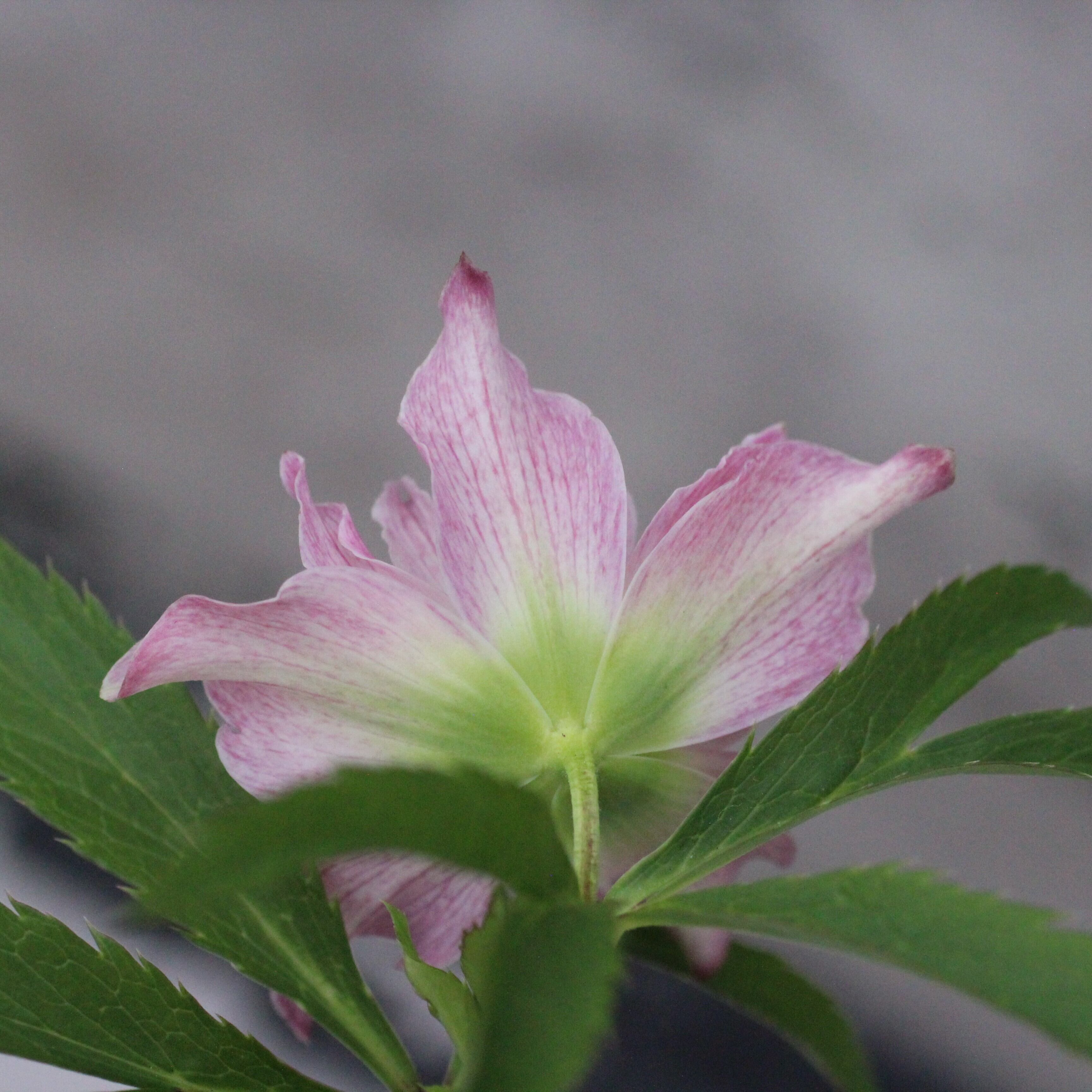 【ローズ】 WS26-030 クリスマスローズ ウィンターシンフォニー ヘックス（ピンク