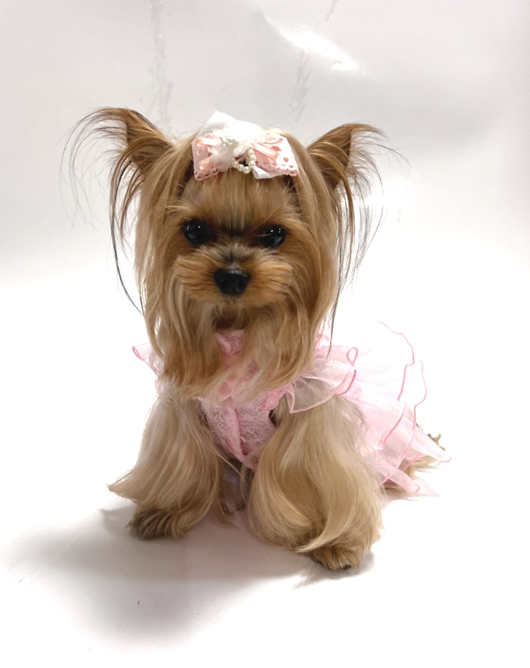 犬服ハンドメイド♡スター柄ピンク♡フリルタンクトップ♡オーダー受付 