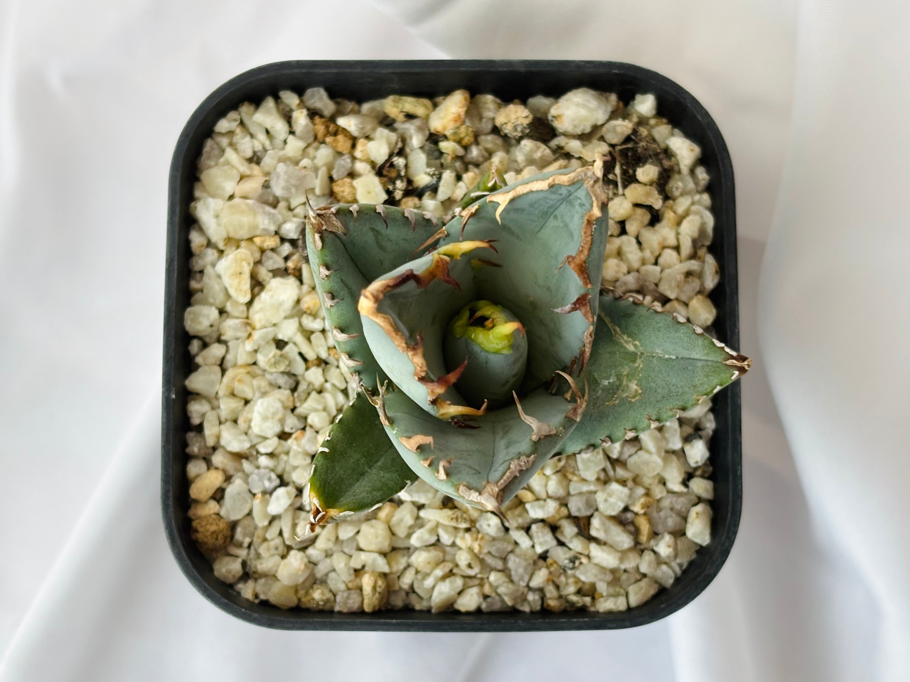 アガベ　チタノタ　オテロイ　実生　agave titanota oteroi アガベ・チタノータと新種アガベ・オテロイ（oteroi）について