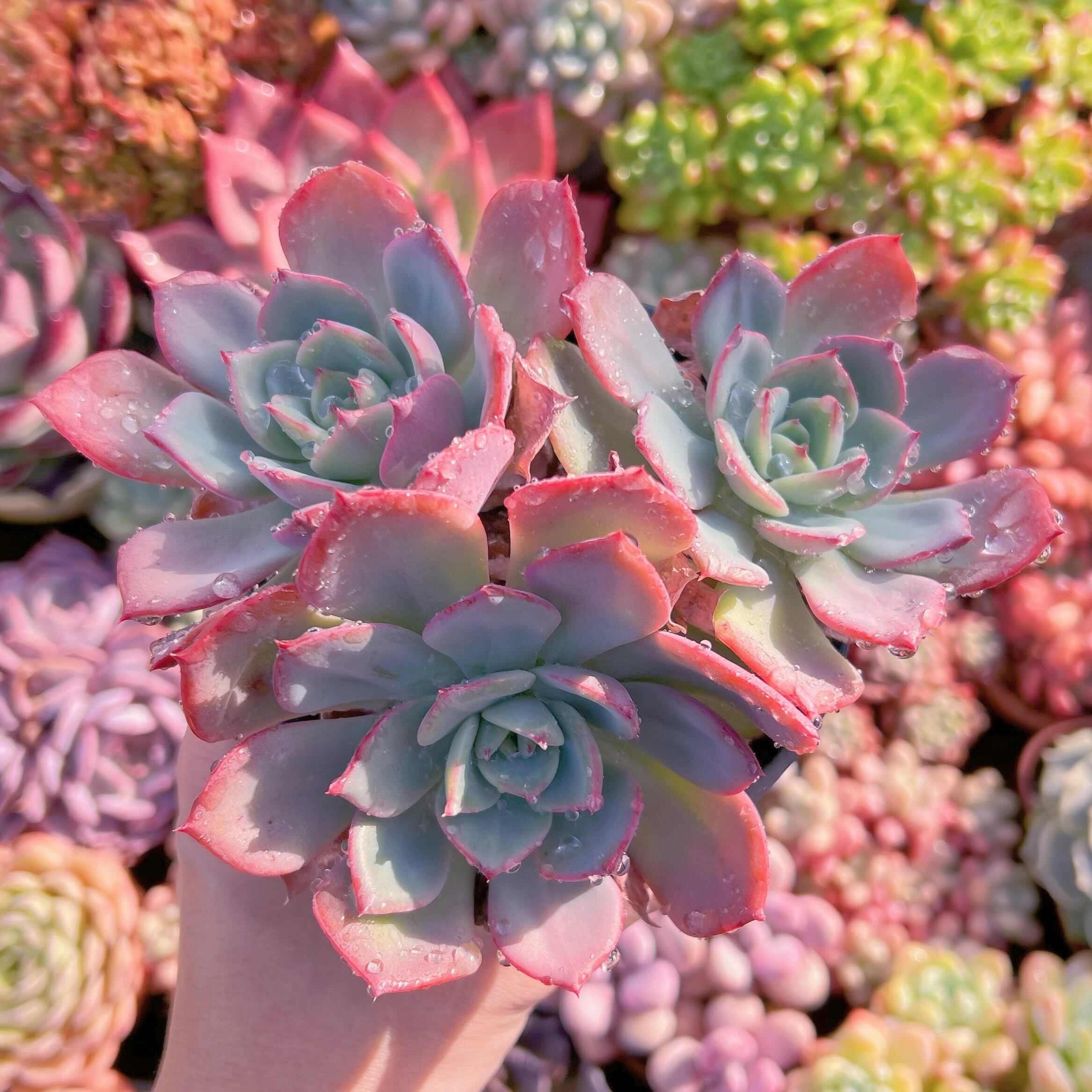 現品　香妃#657   古株　特大　るる農園