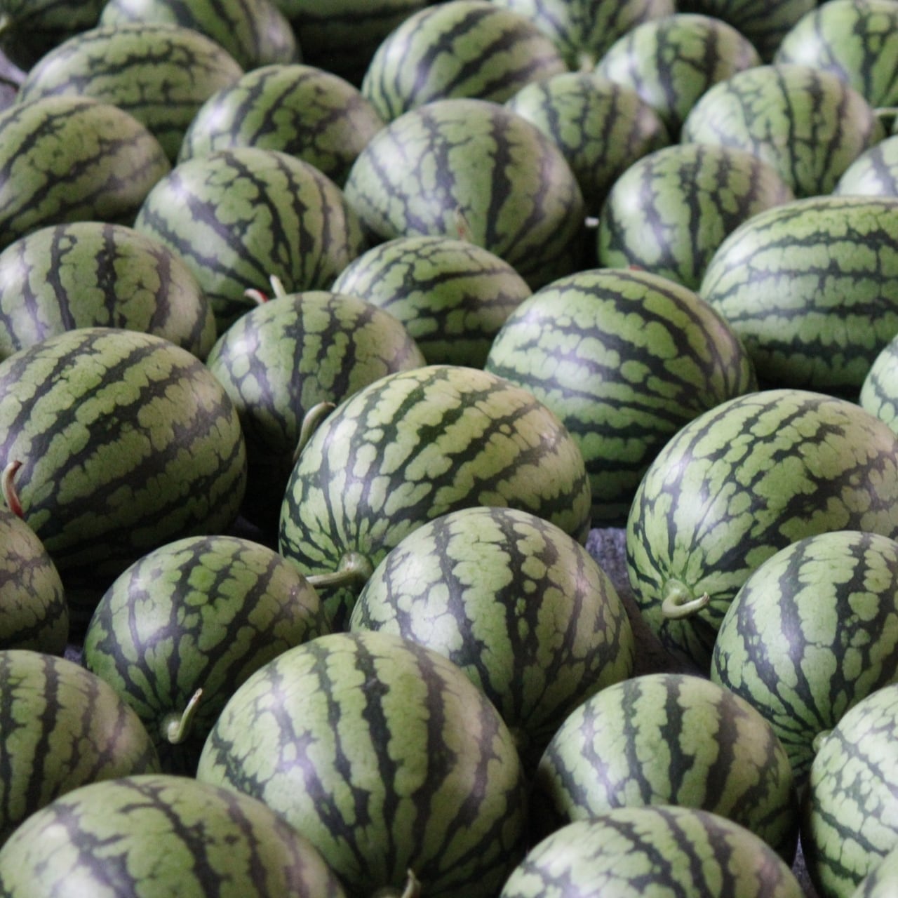 薄皮で皮近くまで甘い！】きずなの「あきた夏丸チッチェ」(2L×1玉