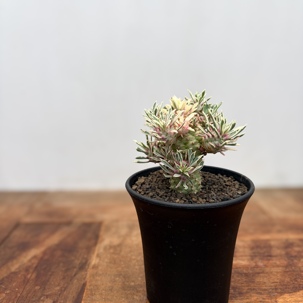 Euphorbia ‘Sotetsukirin’ variegata【ユーフォルビア・蘇鉄麒麟錦】