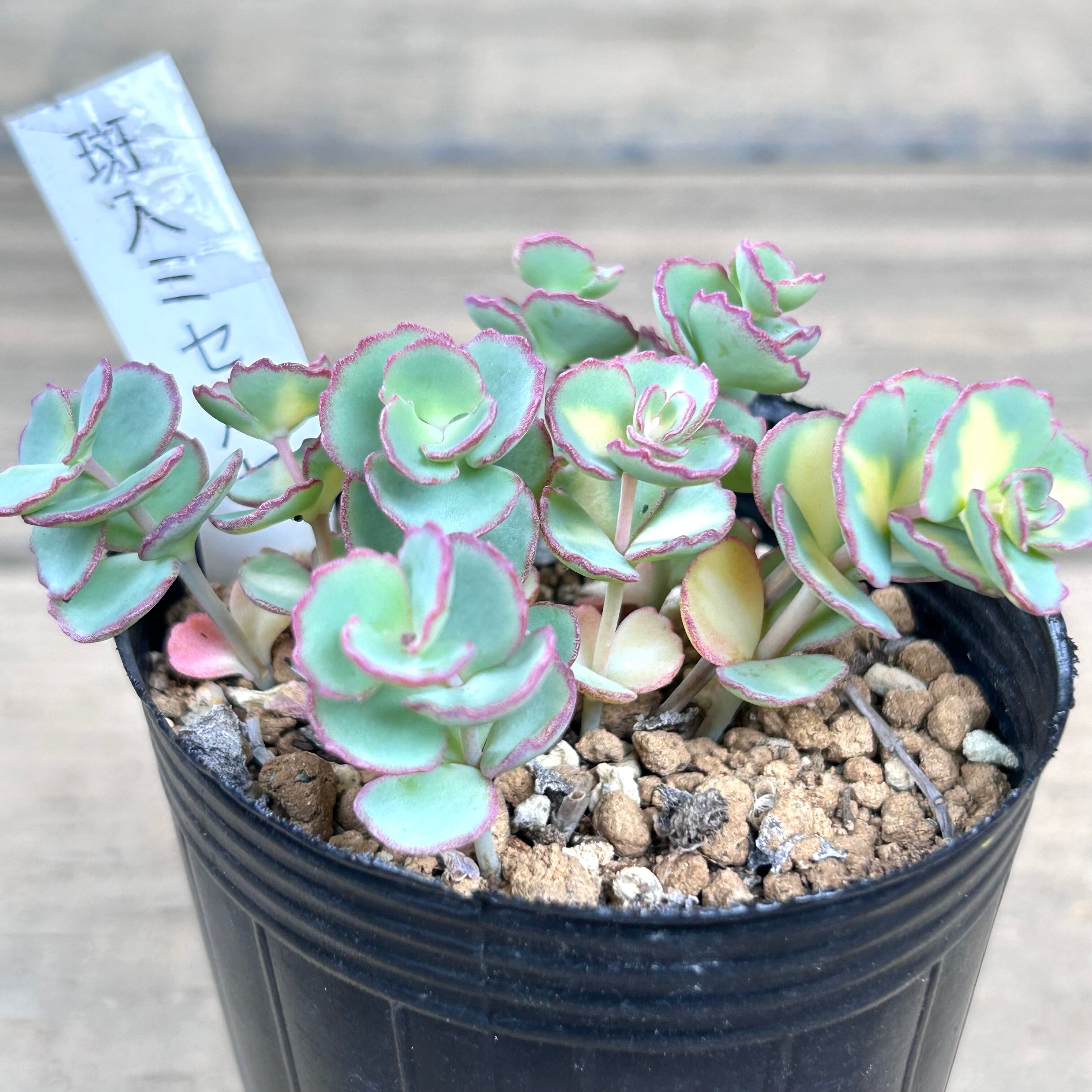 斑入りミセバヤ | RuPo 多肉植物専門店