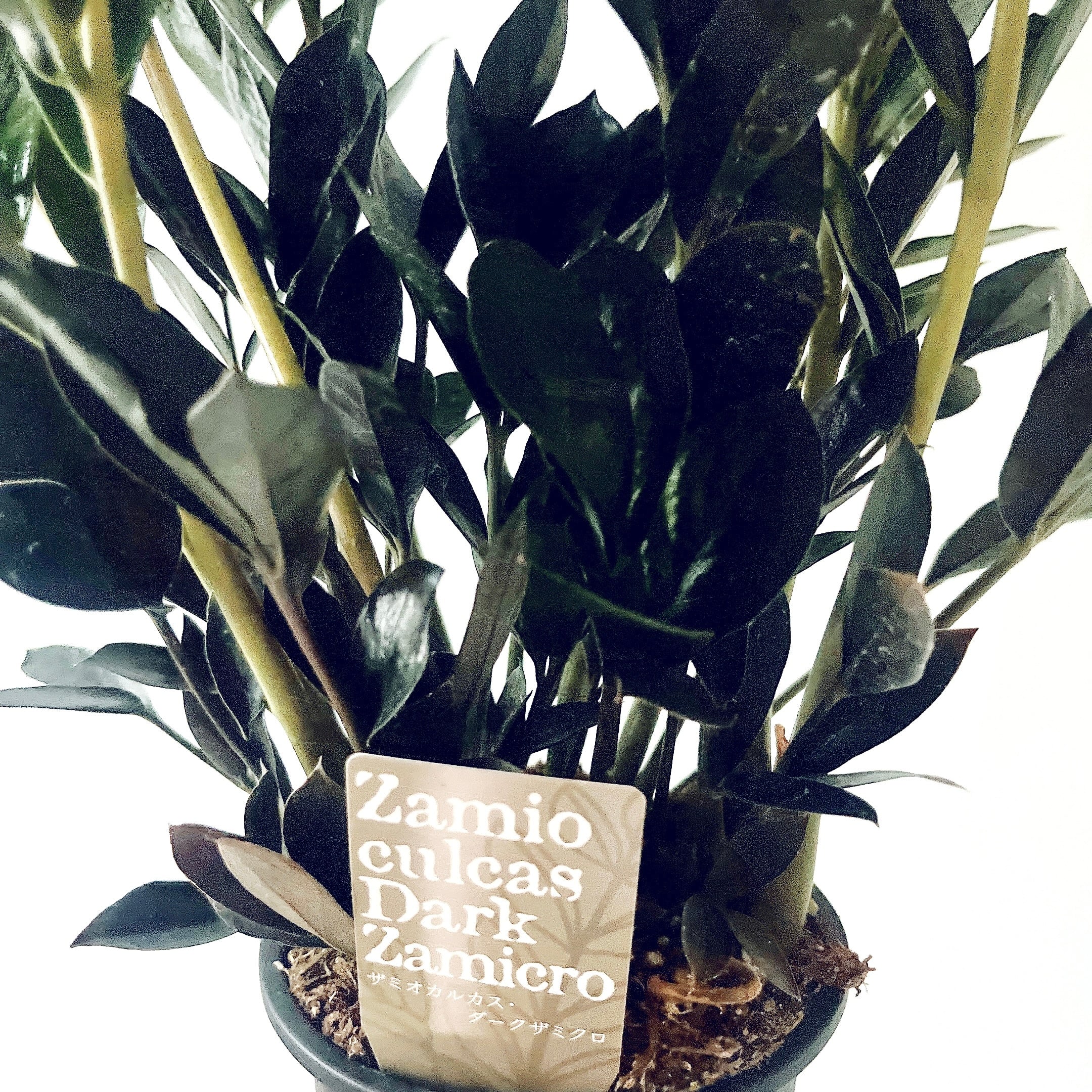 希少品種】Zamioculcas 'Dark Zamicro'｜ダークザミクロ 4号鉢 calm