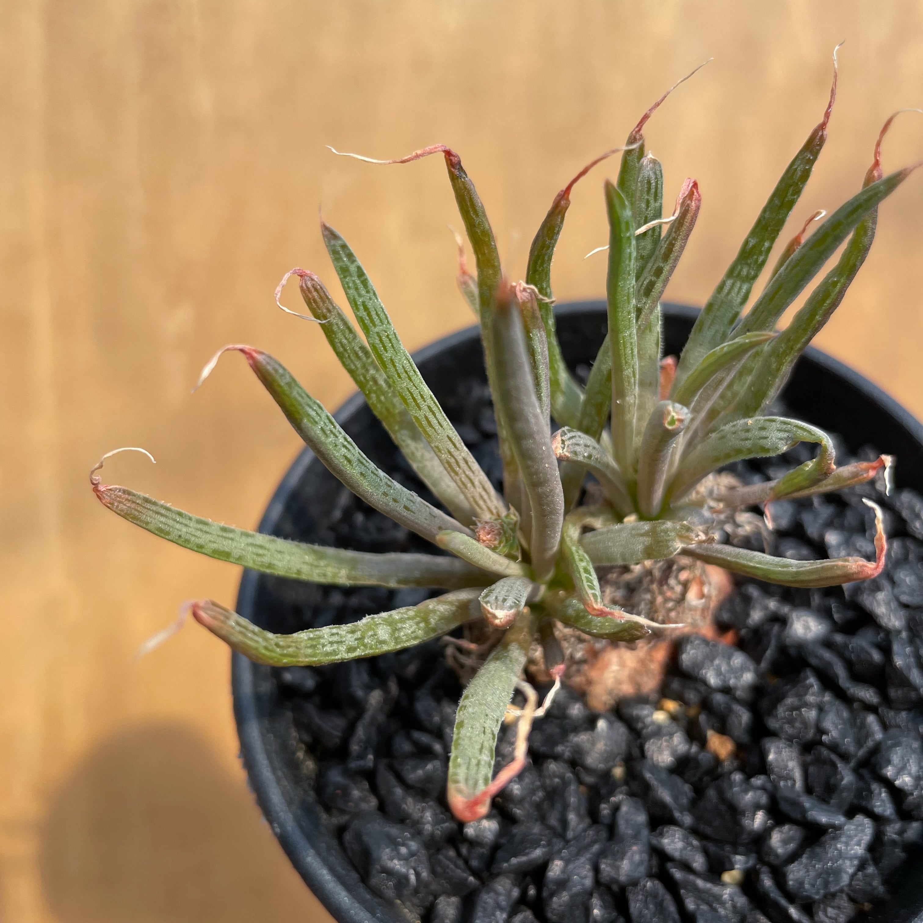 Bulbine wiesei 【ブルビネ・ウィセイ】 | RIMO'S GREEN 【Saboten