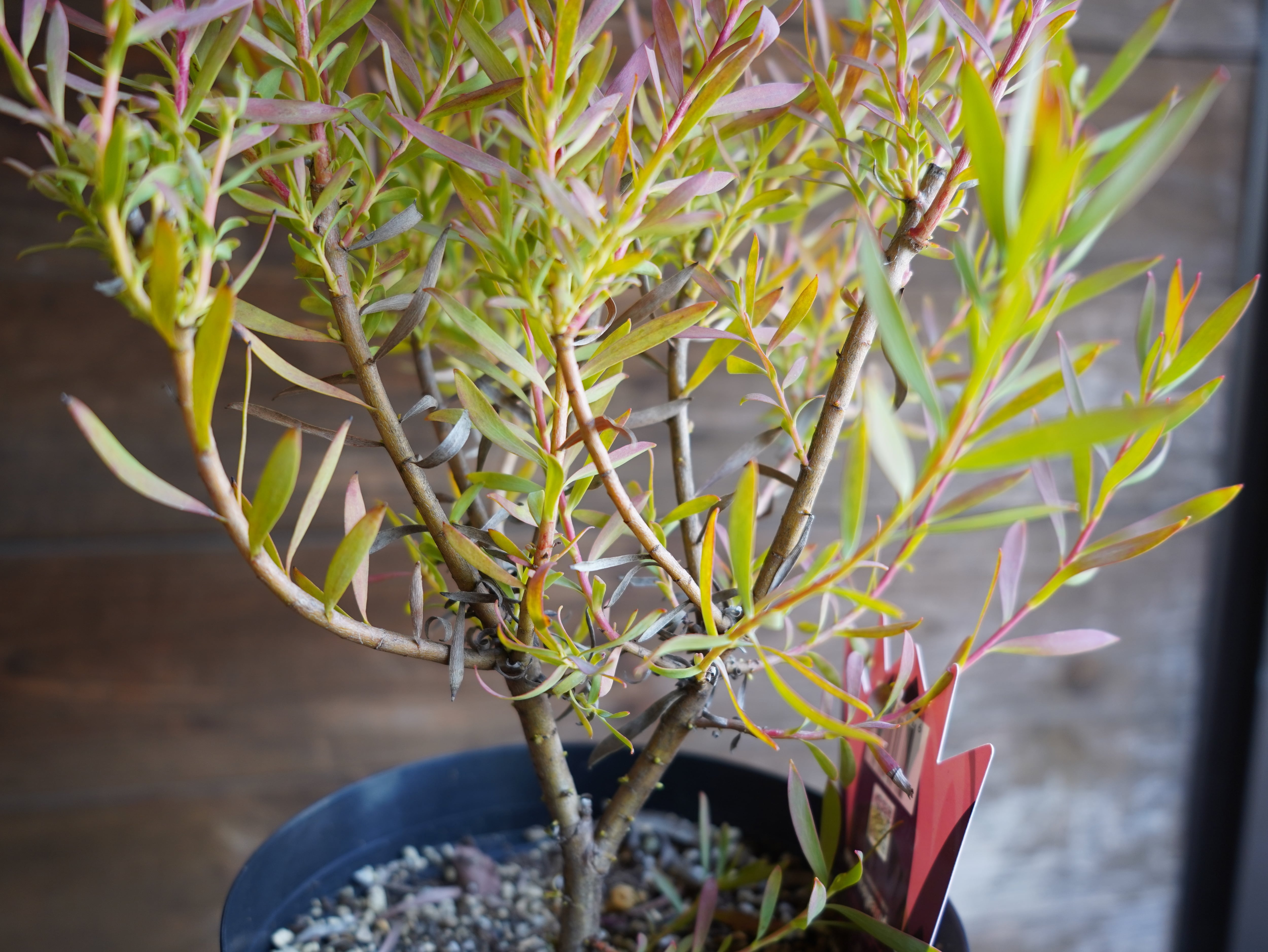 【現物】リューカデンドロン ”Cream Delight” 6号 A