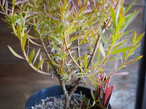 【現物】リューカデンドロン ”Cream Delight” 6号 A