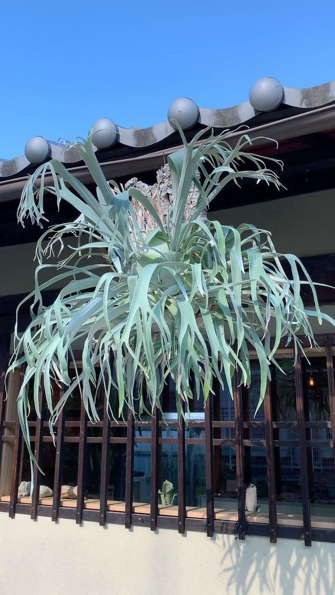 vandaka plants