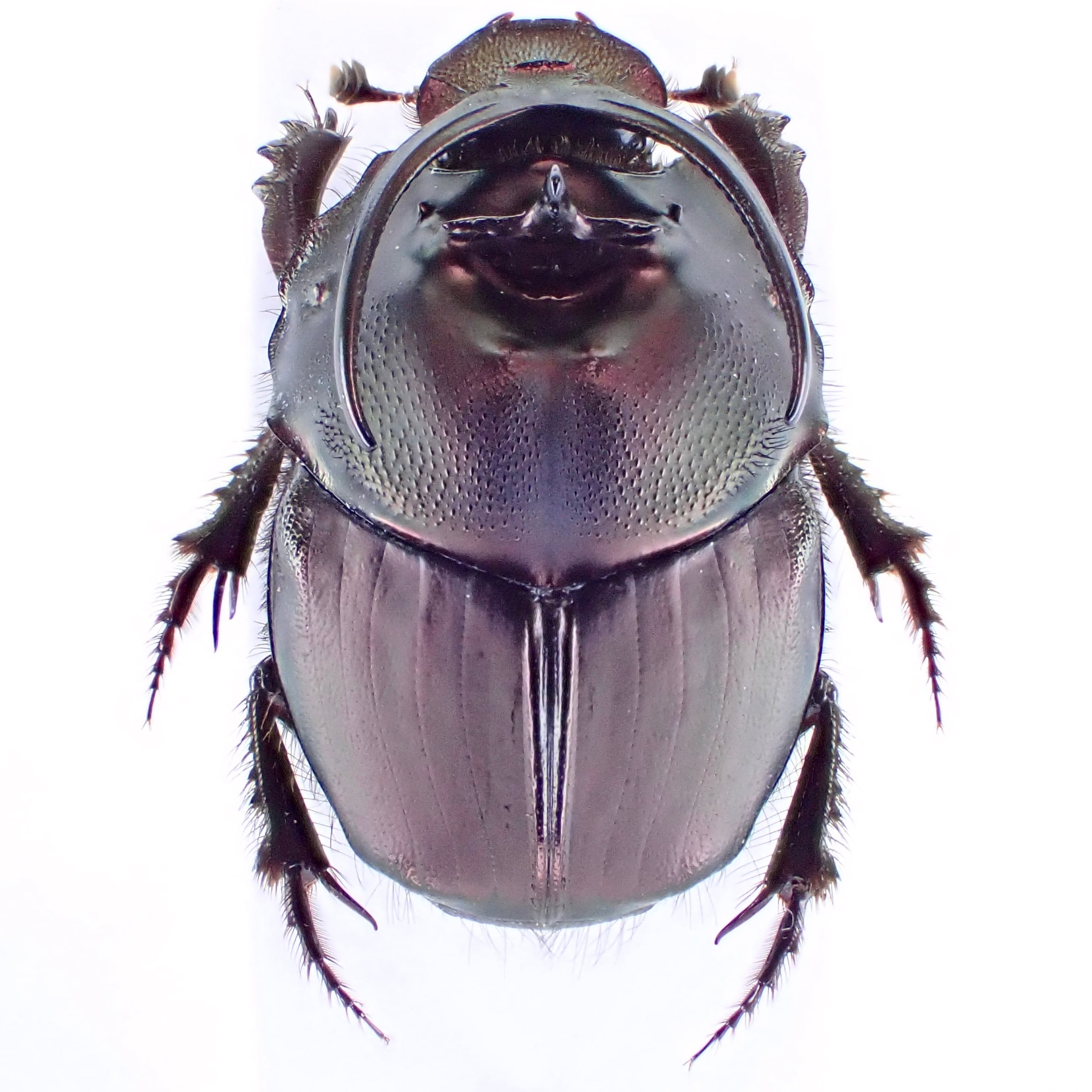 マレーシア産 Proagoderus watanabei ♂ 16mm | 昆虫標本 マレーシア産 Proagoderus watanabei ♂ 16mm | 昆虫標本