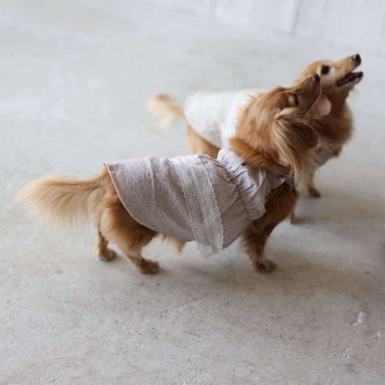 袖なし | カニンヘンダックスとミニチュアダックス専門のお洋服web