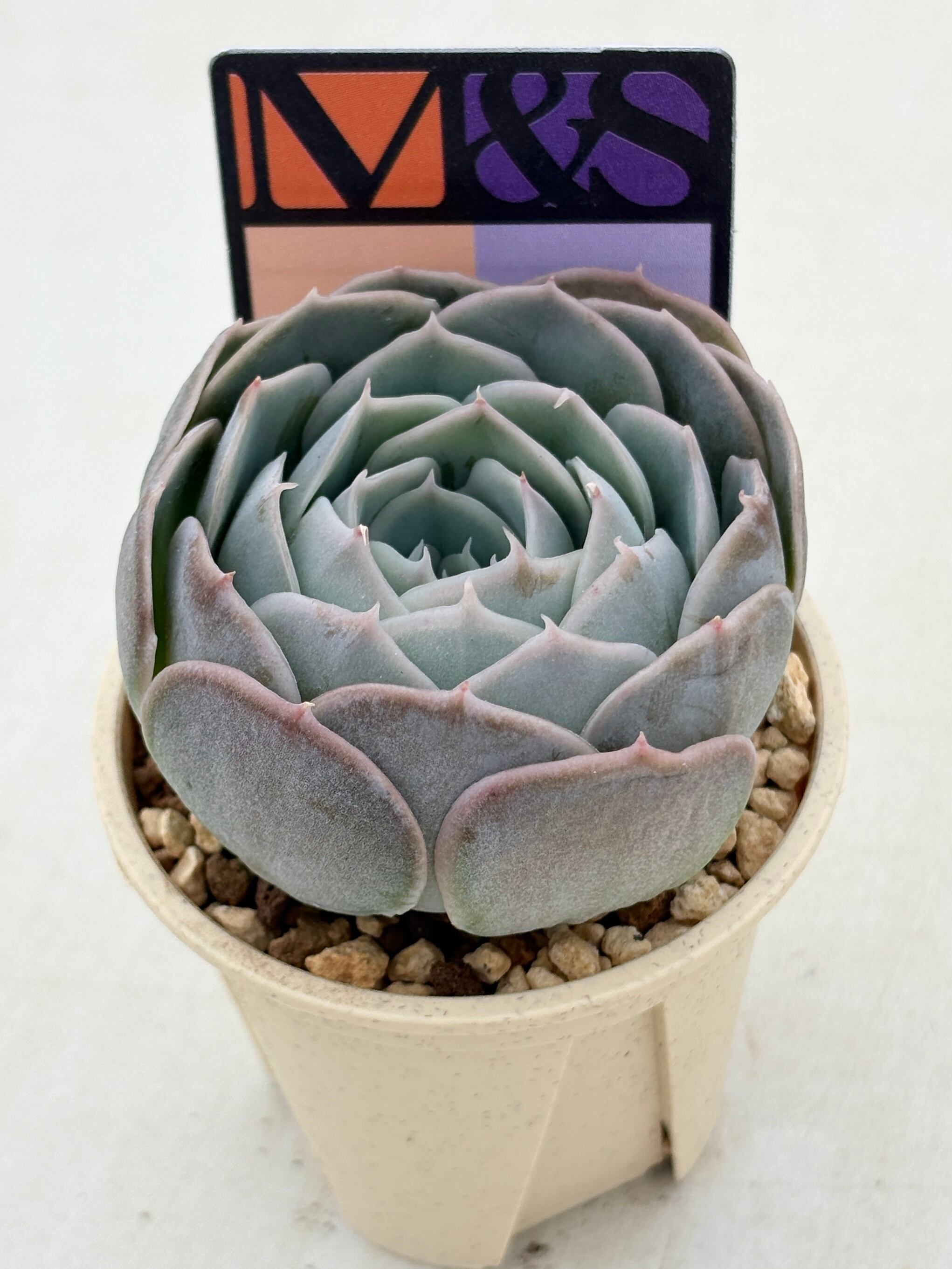 多肉植物と雑貨のお店 ふぁにぃ