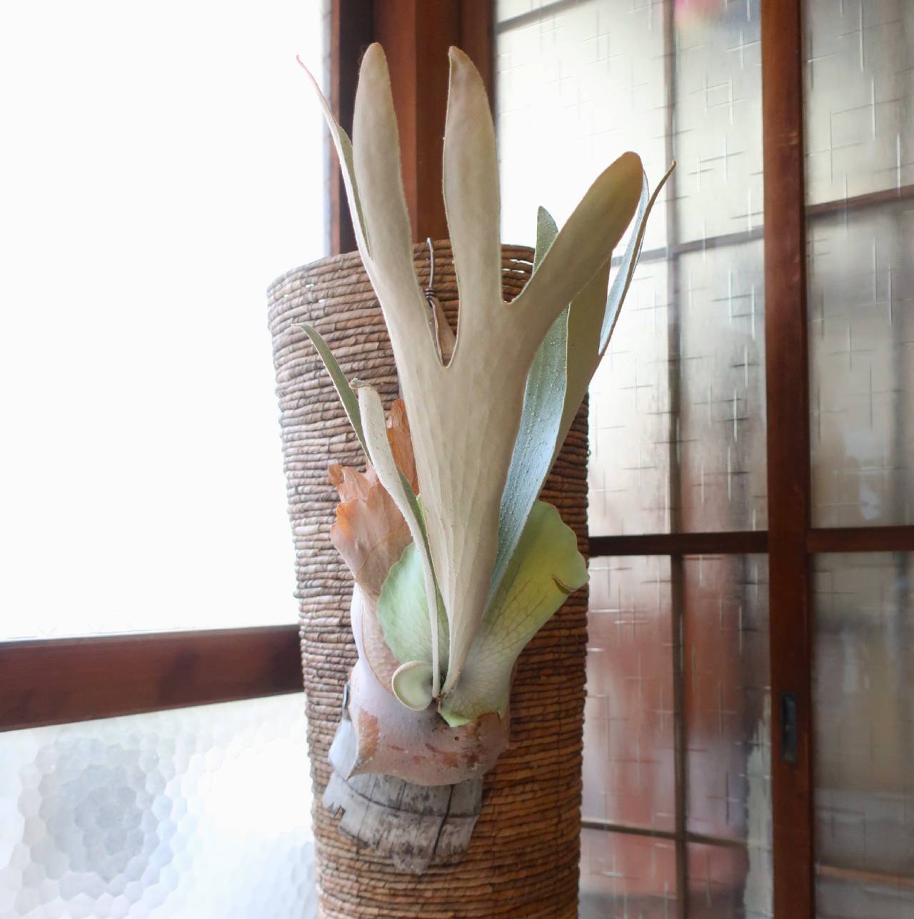 現品【ビカクシダ】P.Omo White Lover／ 流木(竹)付け【コウモリラン