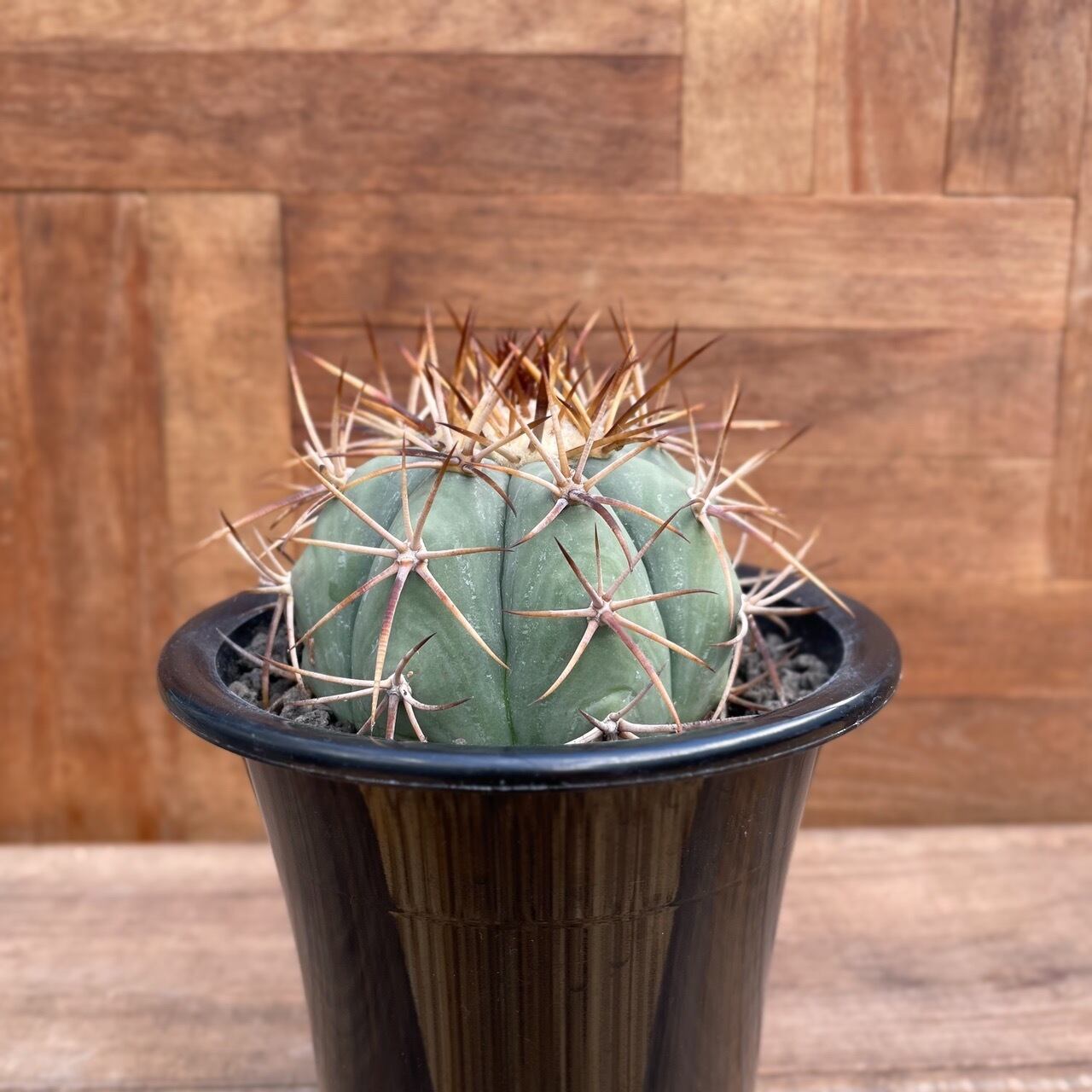 Echinocactus horizonthalonius【エキノカクタス・太平丸・実生 