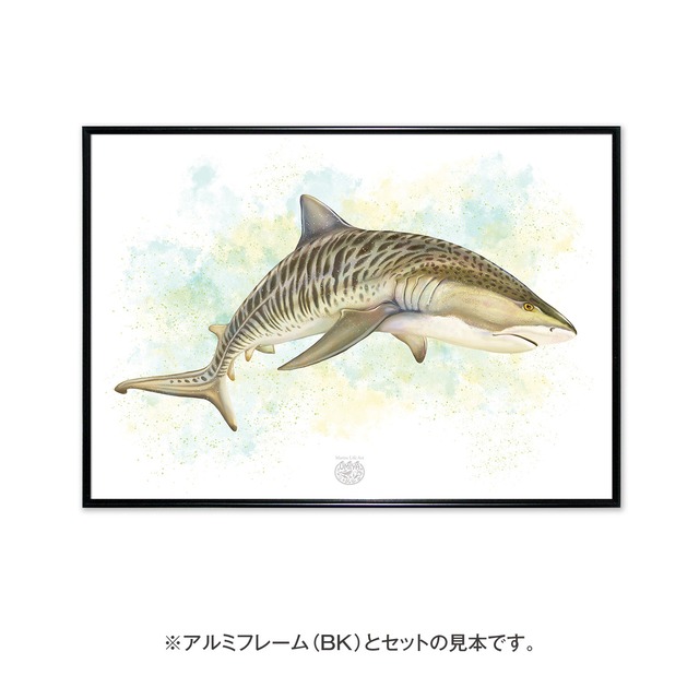 【海のいきものアートポスター／魚】イタチザメ