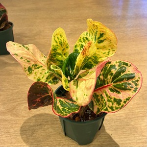 【現品】タイ直輸入 クロトン Srilom 36｜幅広葉