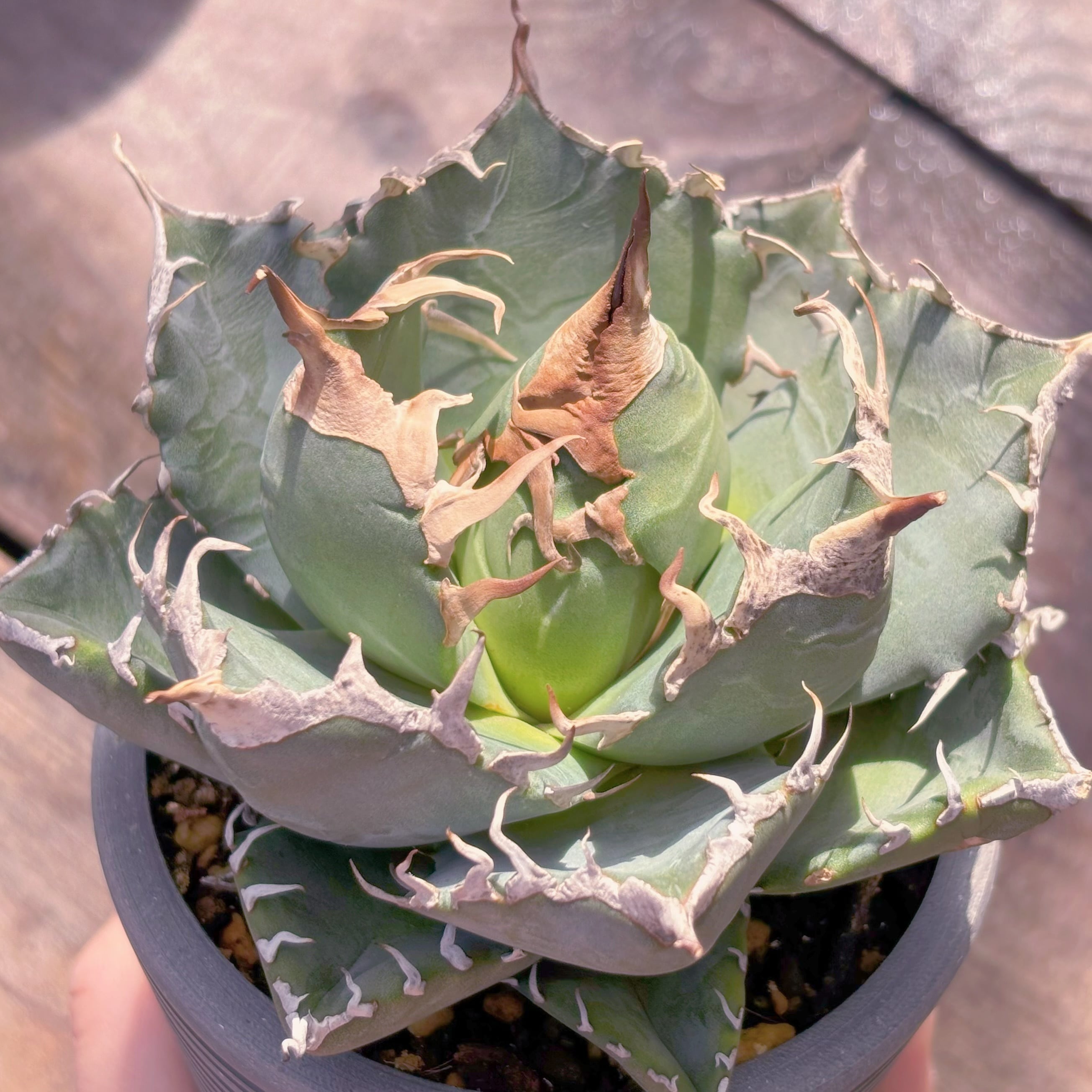 現品　アガベ　魔丸#A054　新入荷　るる農園