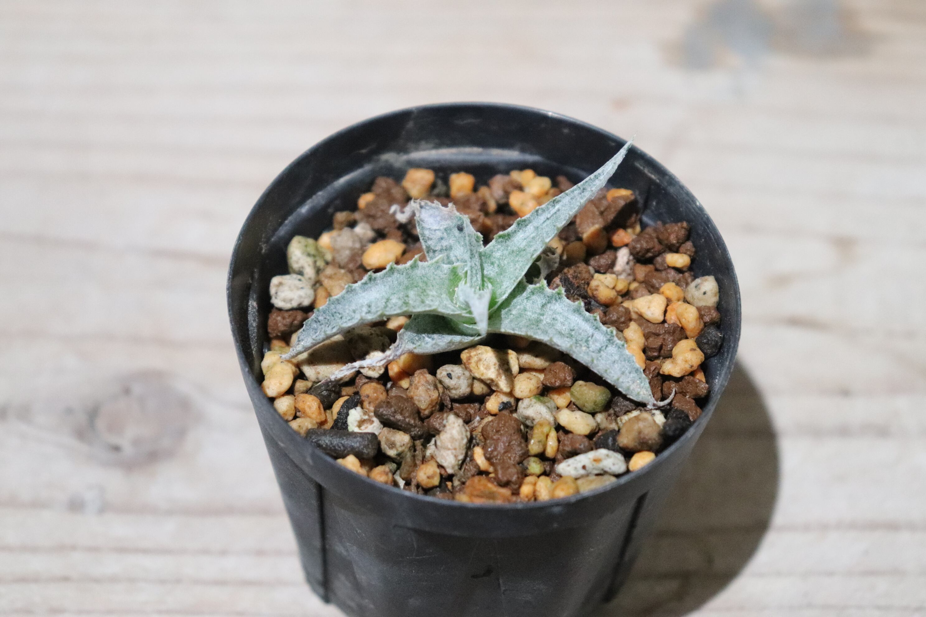 送料無料】Hechtia lanata seedling〔ディッキア〕現品発送HE011