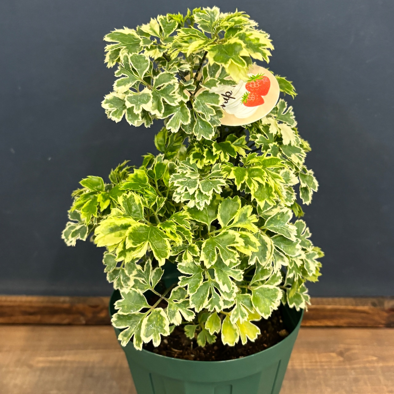 ポリシャス【38】