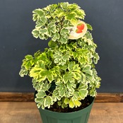 ポリシャス【38】