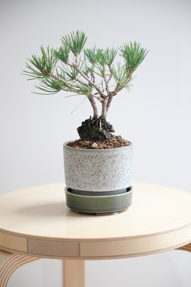 【S】黒松 松ぼっくり仕立て 盆栽/Japanese black pine bonsai 　※陶器鉢付き